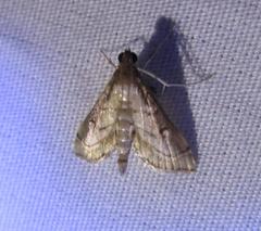 Marasmia cochrusalis