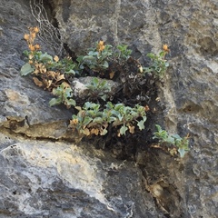 Penstemon petiolatus