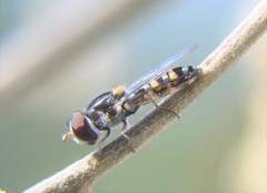 Pseudoscaeva diversifasciata