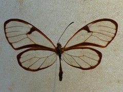 Pteronymia
