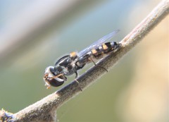Pseudoscaeva diversifasciata