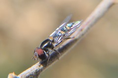 Pseudoscaeva diversifasciata