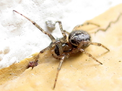 Enoplognatha mandibularis