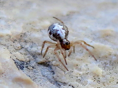 Hypsosinga albovittata