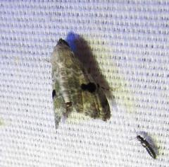 Abablemma duomaculata