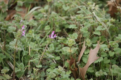Lamium amplexicaule