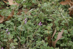 Lamium amplexicaule