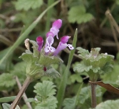 Lamium amplexicaule