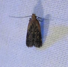 Dichomeris costarufoella