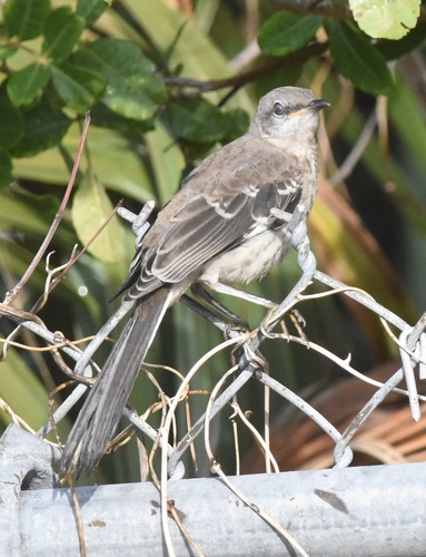 Mimus polyglottos image