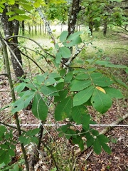 Carya myristiciformis