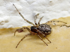 Enoplognatha mandibularis