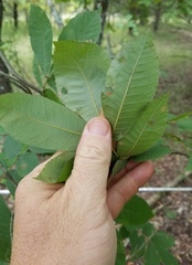 Carya myristiciformis