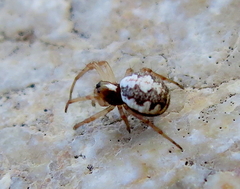 Hypsosinga albovittata