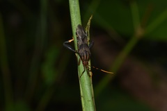 Spathophora biclavata