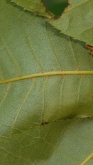 Carya myristiciformis