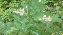 Cameraria hamadryadella