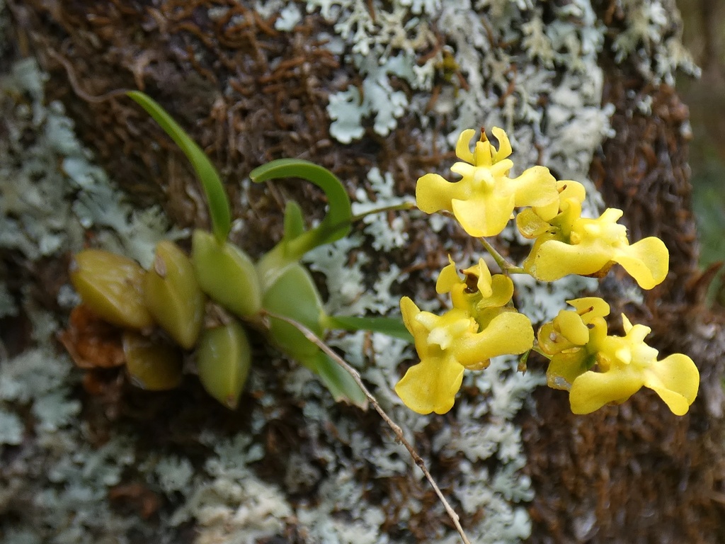 Oncidium cheirophorum; photograph (c) Kai Squires, some rights reserved (CC BY)