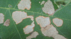 Cameraria hamadryadella