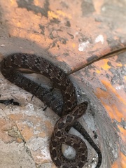 Pseudoficimia frontalis