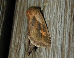 Bellura densa