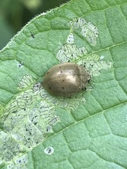 Epilachna obscurella