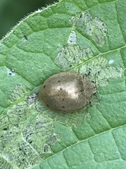 Epilachna obscurella