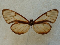 Pteronymia