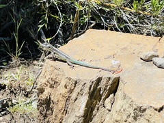 Liolaemus septentrionalis