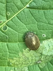 Epilachna obscurella