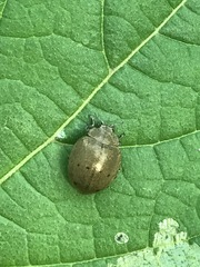 Epilachna obscurella