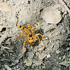 Sphictostethus gravesii