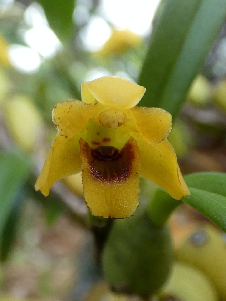 Maxillaria caespitifica