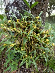 Maxillaria caespitifica