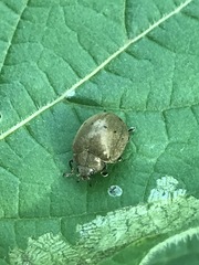 Epilachna obscurella