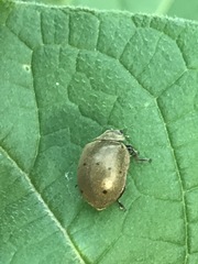 Epilachna obscurella