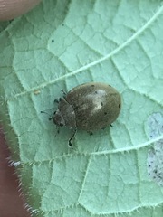 Epilachna obscurella