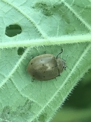 Epilachna obscurella