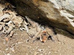 Phrixotrichus vulpinus