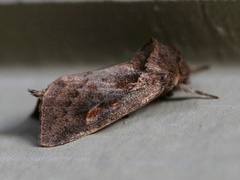 Bellura densa