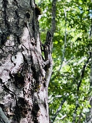 Liolaemus septentrionalis