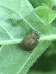 Epilachna obscurella