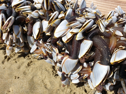 photo of Pelagic Gooseneck Barnacle (Lepas anatifera)