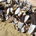 photo of Pelagic Gooseneck Barnacle (Lepas anatifera)