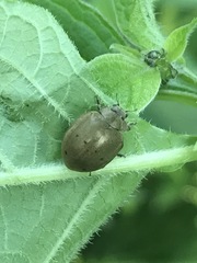 Epilachna obscurella