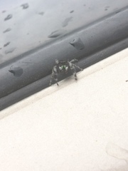 Phidippus audax