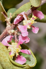 Malpighia mexicana
