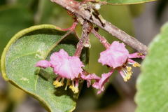 Malpighia mexicana