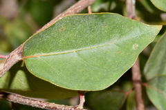 Malpighia mexicana