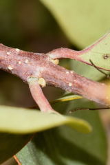 Malpighia mexicana